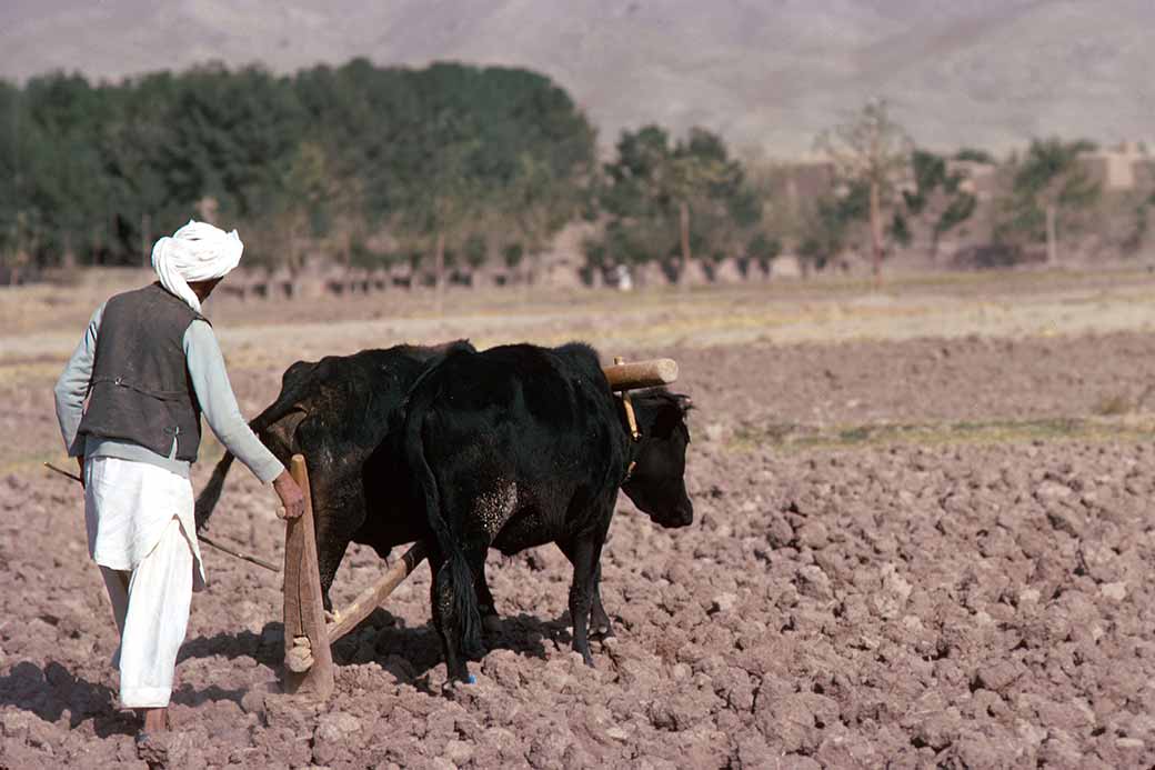 Farmer at work