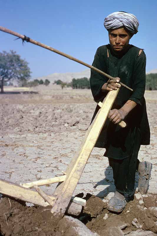 Ploughing the field