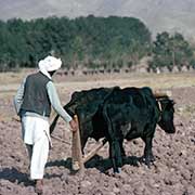 Farmer at work