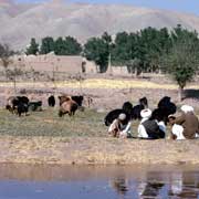 Relaxing near Herat