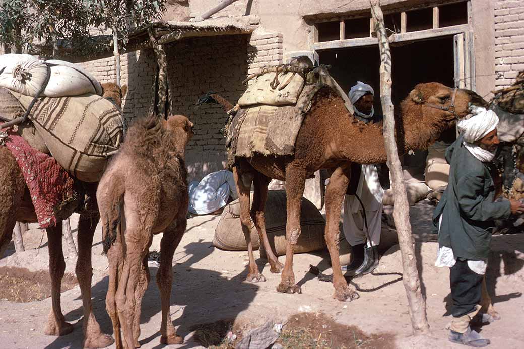 Camels in Herat