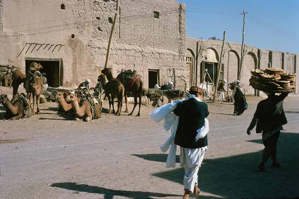 Camels on the street