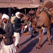 Camel transport