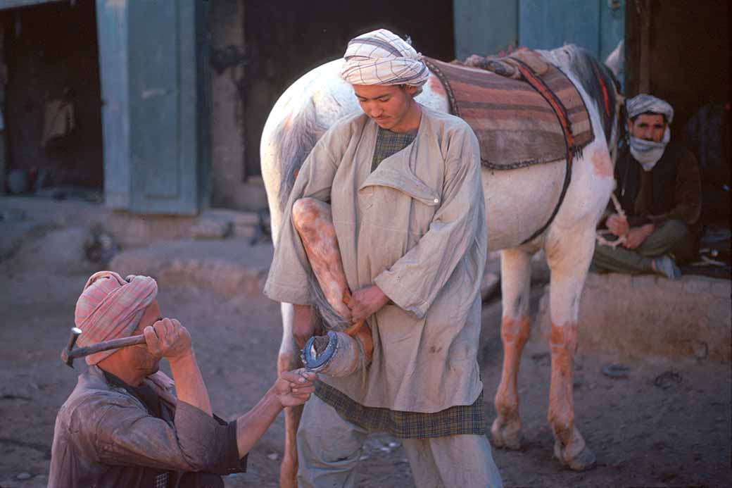 Shoeing the horse