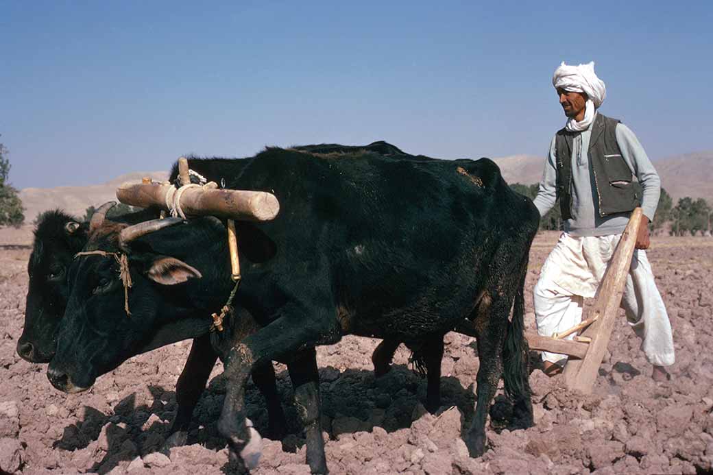 Farmer at work