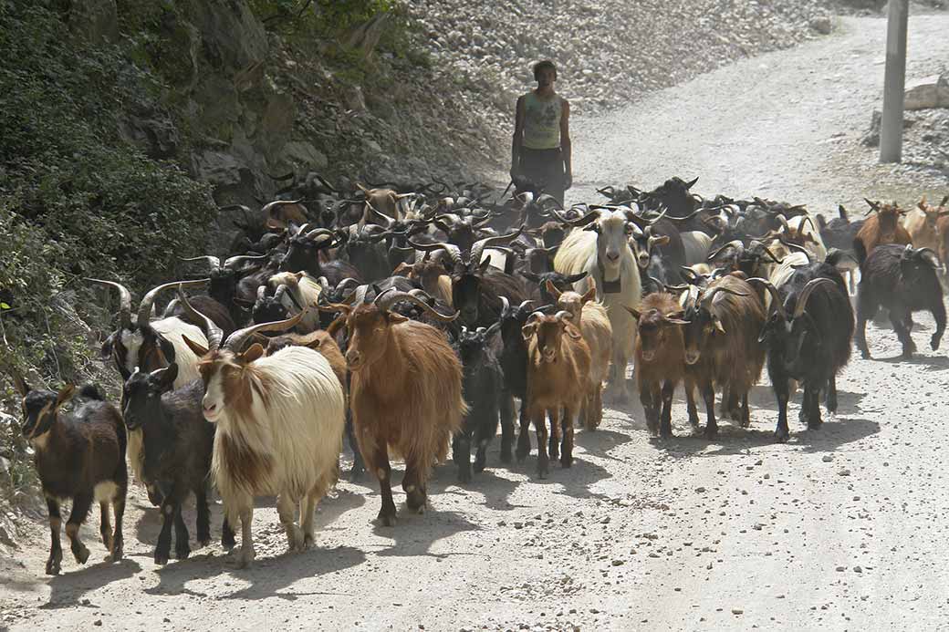 Herding goats