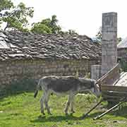 Farmyard, Voskopoja