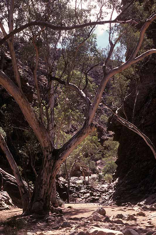 Serpentine Gorge