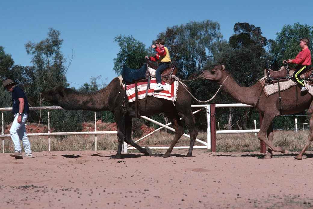 Camel Farm, Alice Springs