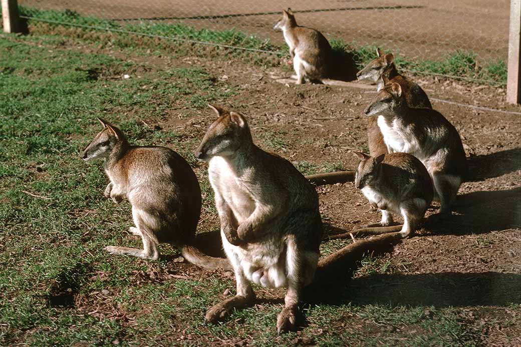 Wallabies