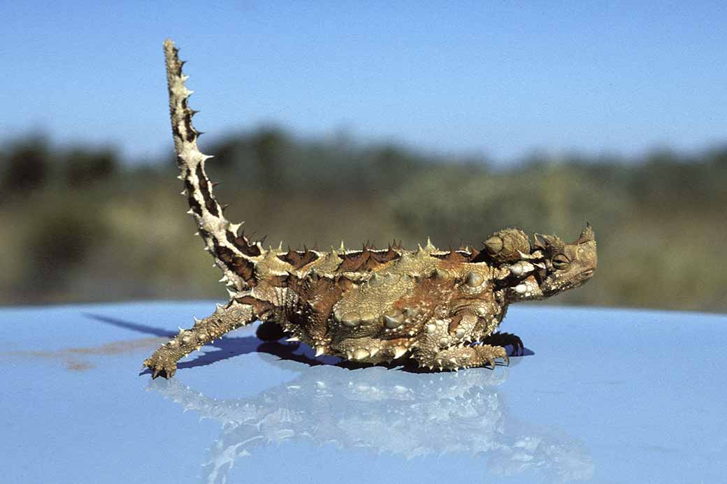 Thorny Devil