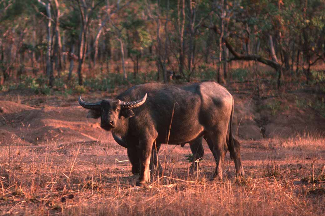 Water Buffalo