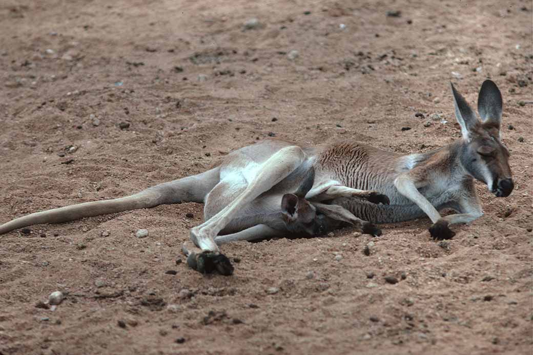 Kangaroo with joey