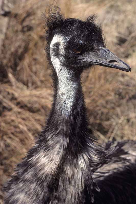 An emu