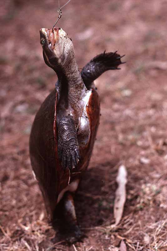 Caught tortoise