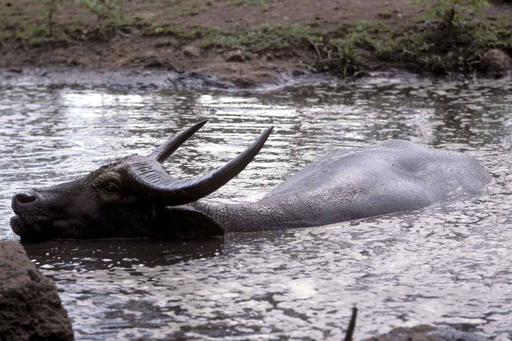 Asian Water Buffalo