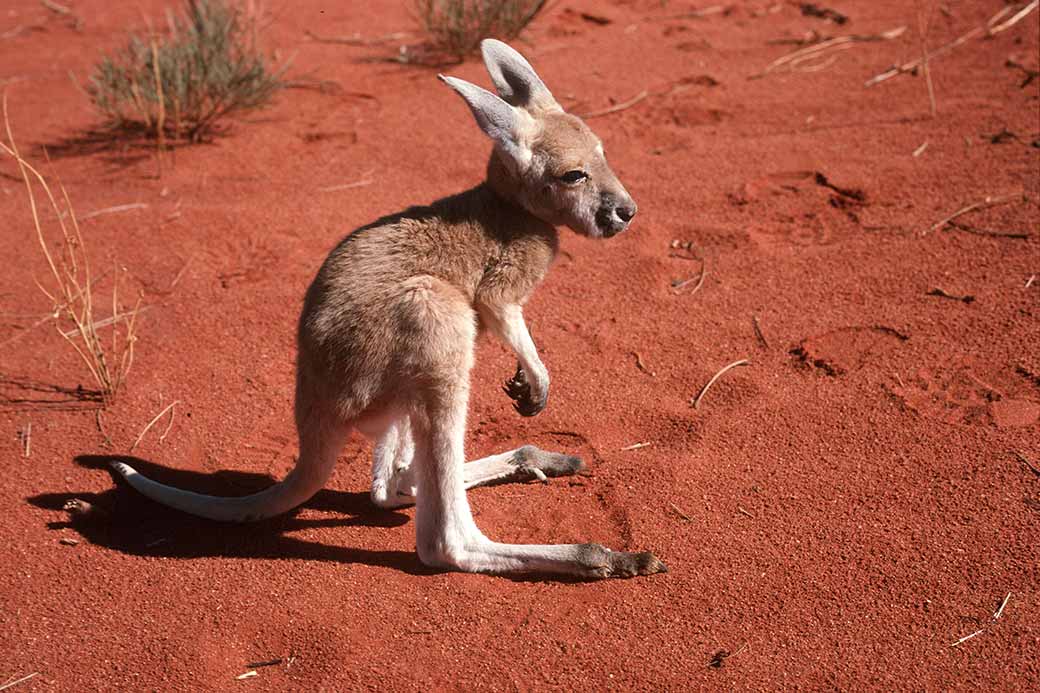 Red Kangaroo Joey