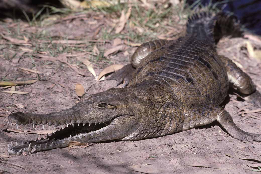 Freshwater Crocodile