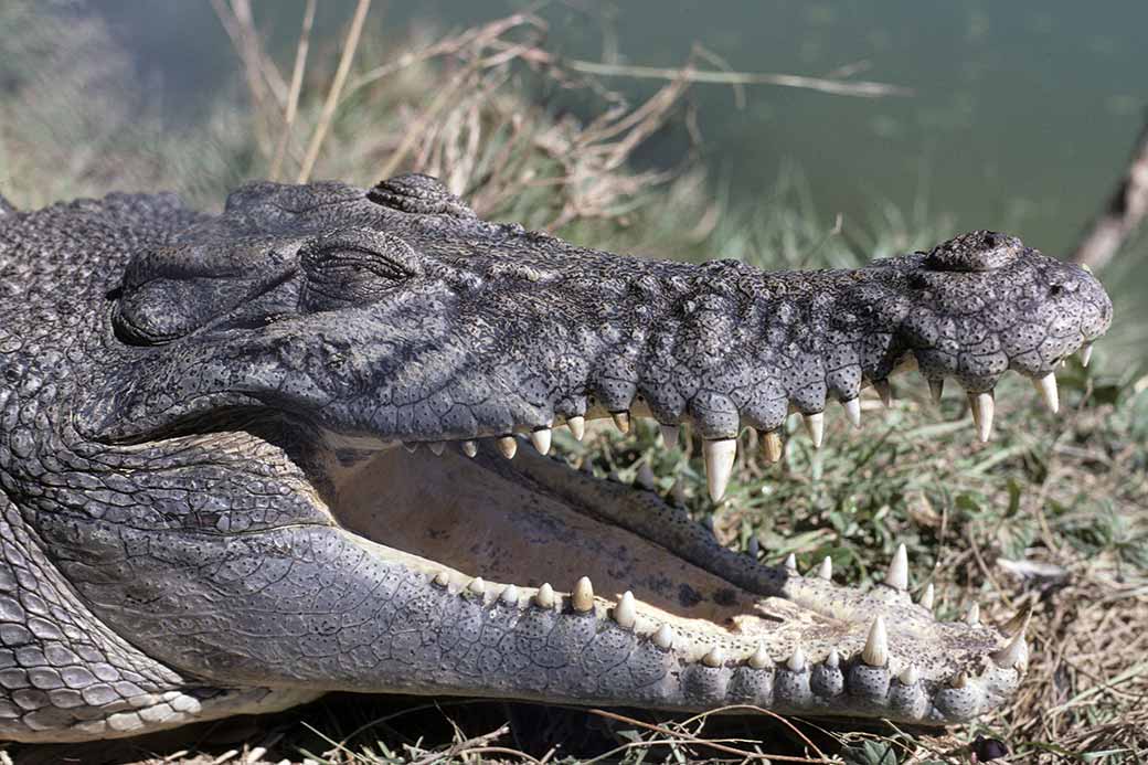 Estuarine crocodile