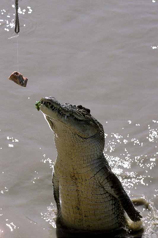 Jumping Crocodile