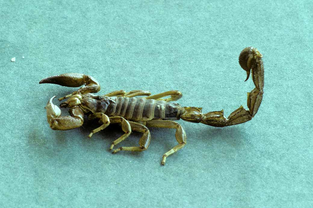 Scorpion