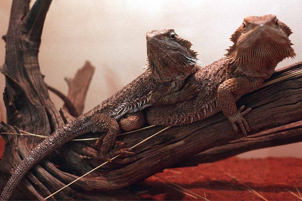 Bearded Dragons