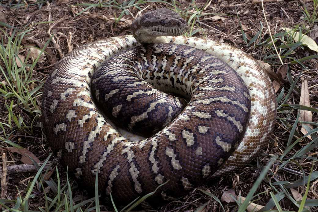 Carpet Snake