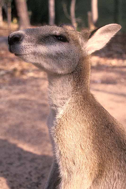 Small wallaby