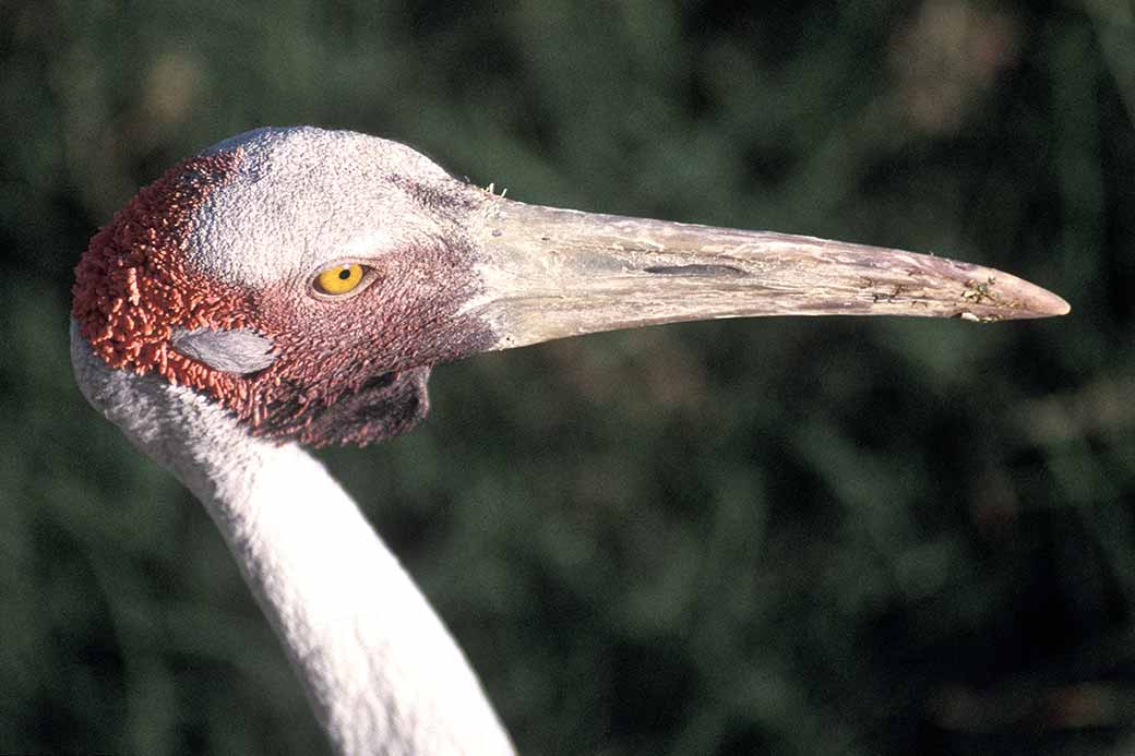 Brolga portrait