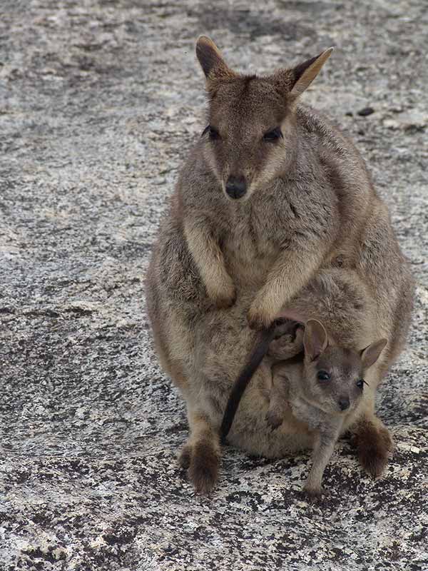 Wallaby with joey