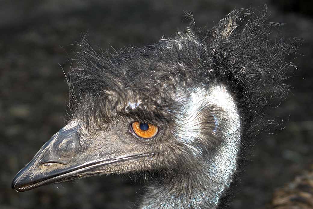 Emu portrait