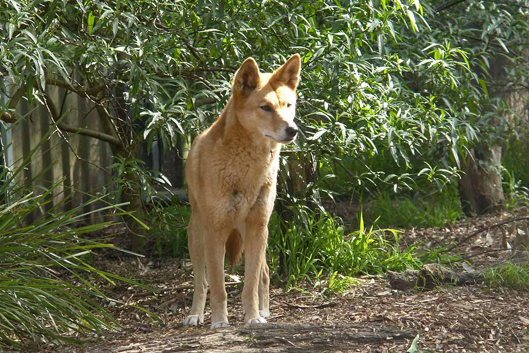 Dingo