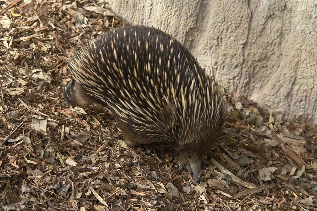 Echidna