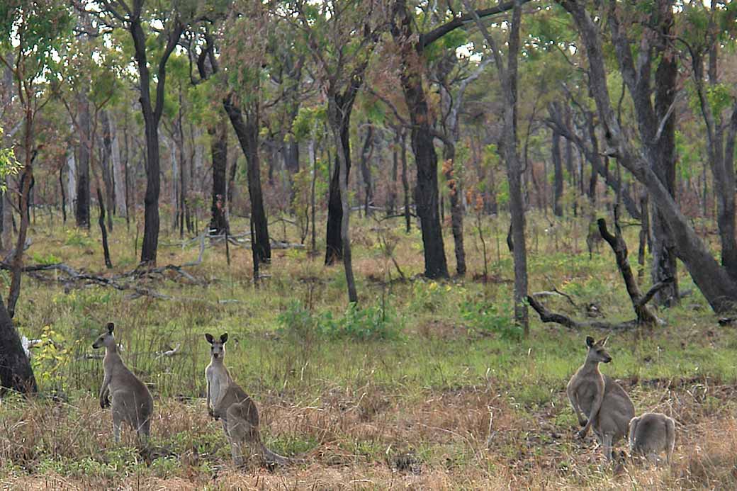 Kangaroos in the bush