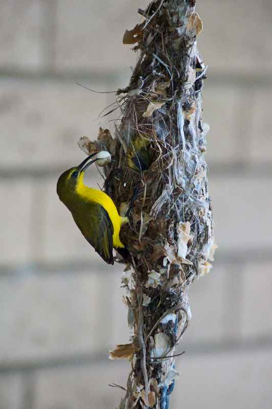 Yellow-breasted Sunbird