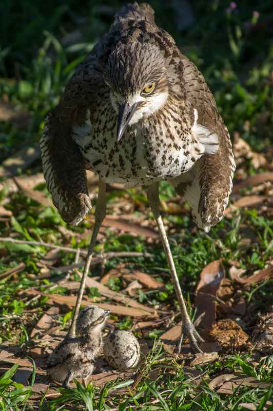 Bush stone-curlew mother