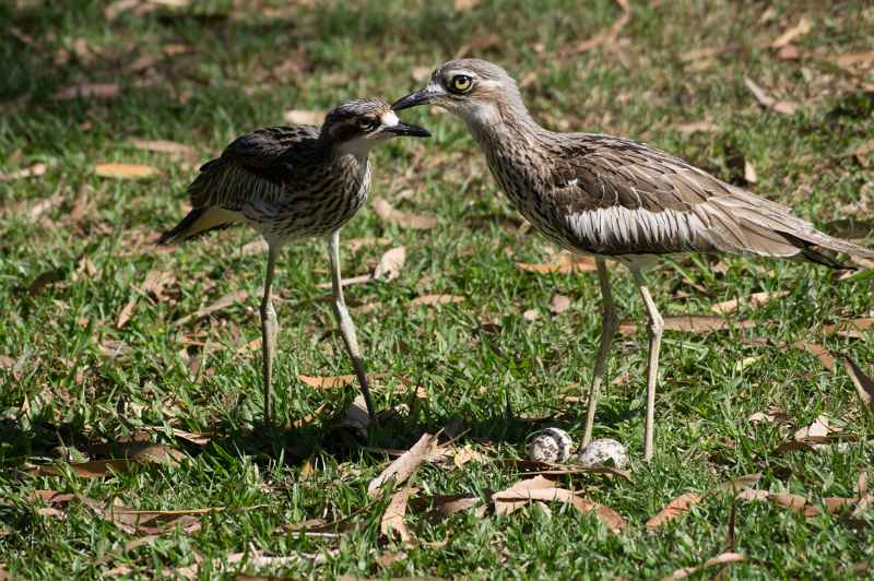 Bush stone-curlews