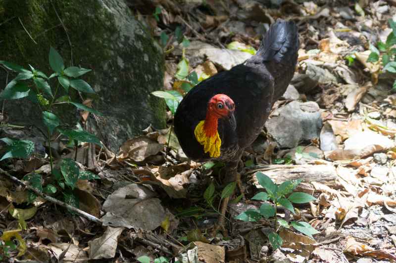 Australian brush-turkey