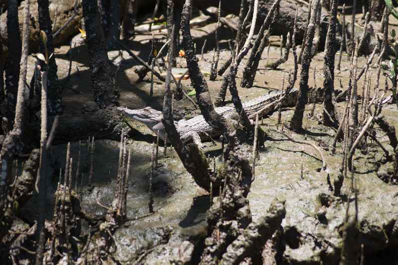 Saltwater Crocodile