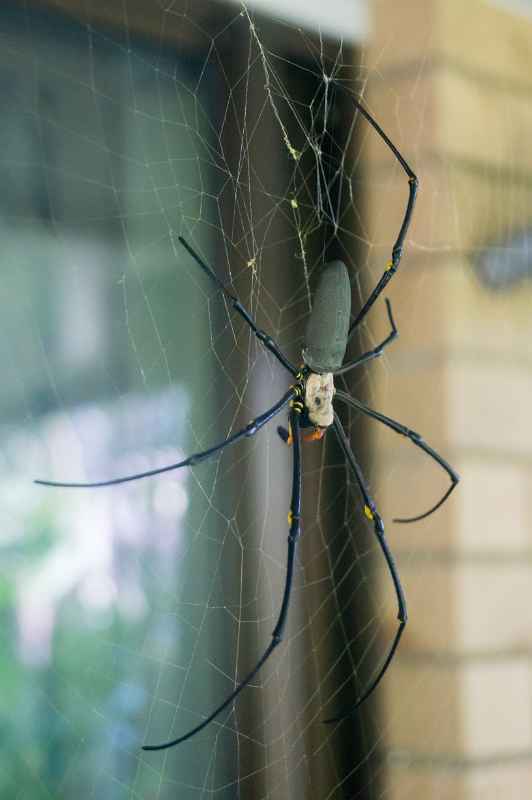 Golden Orb Weaver spider