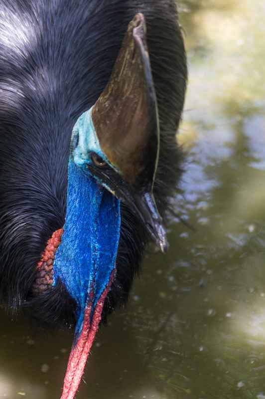 Cassowary, Port Douglas Wildlife Habitat