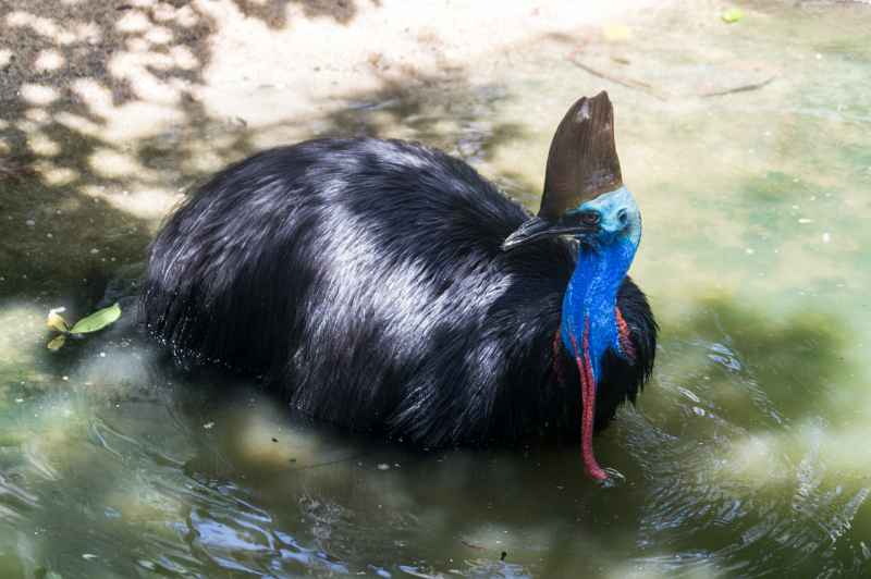 Cassowary, Port Douglas Wildlife Habitat