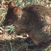 Small Wallaby