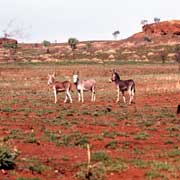 Wild donkeys