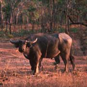 Water Buffalo