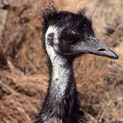 An emu