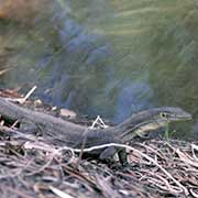 Monitor lizard