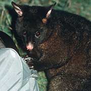 Brush tail possum