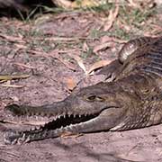 Freshwater Crocodile