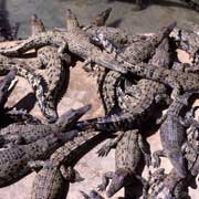 Crocodile Farm